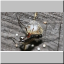 Poemenia notata - Schupfwespe 02a 14mm am Nest der Passaloecus sp-fdet03.jpg